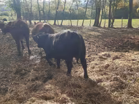 Byk, Aberdeńsko-anguska — zdjęcie 2