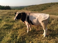Бұқа, Russian Black pied cattle — 2-сурет