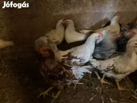Chickens — foto 2