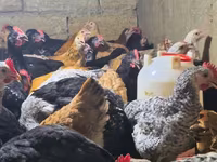 Chickens — fotografija 2