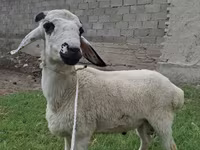 मेढ़ा, Blackheaded Persian sheep — फ़ोटो 1