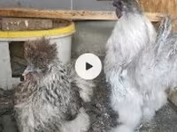 Chickens — الصورة 3