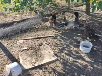 Ducks — الصورة 3