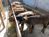 雄牛, Swiss cattle — 写真 4