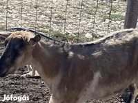 母山羊, Goats — 照片 6