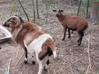 公羊, Cameroon sheep — 照片 8