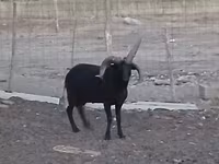 Bélier, Shetland sheep — photo 3