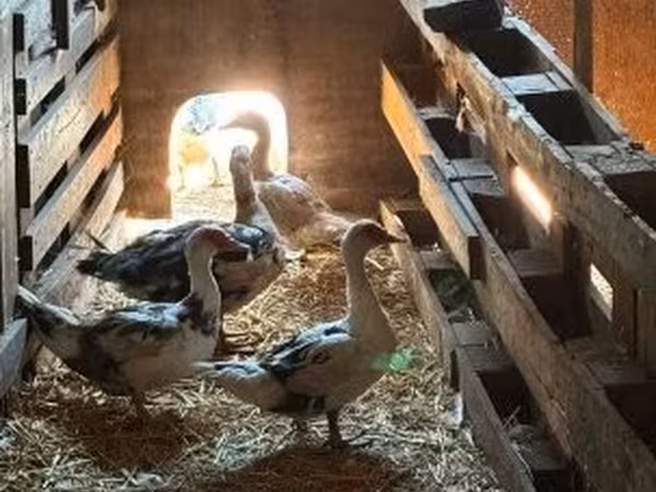Ducks — Hungria