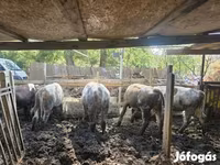 Bull, Hungarian Grey breed — photo 1