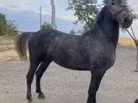 Égua, Cavalos — foto 6