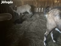 Schaf, Cameroon sheep — Foto 6
