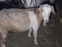 Kozioł, Kozy — zdjęcie 2