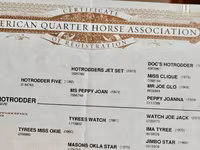 Pastuv, Quarter Horse — fotografija 3