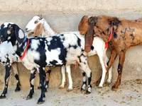 Goat, Goats — photo 3