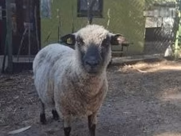 Bélier, Shroshire sheep
