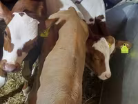 Cattle (batch, sex not specified), Cattle — photo 1
