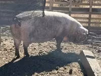 母猪, Pigs — 照片 3