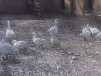 Geese — foto 2