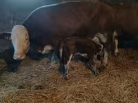 Toro, Simmental cattle — foto 7