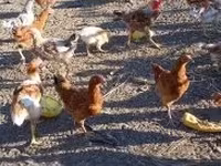 Chickens — foto 2