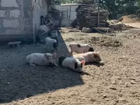 मादा सूअर, सूअर — फ़ोटो 2