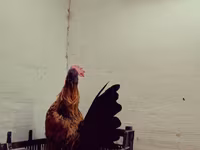 Serama — fotografija 6