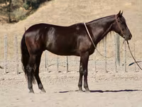 Cheval, Friesian — photo 2