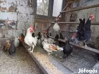 إنديان رانر — الصورة 2