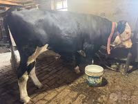 雌牛, Simmental cattle — 写真 3
