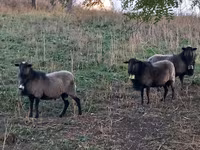 Widder, Romanov sheep — Foto 3