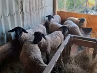 Ovca, White Suffolk sheep — fotografija 2