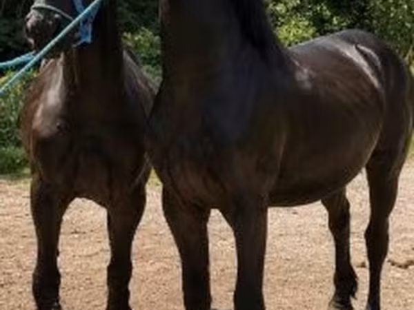 حصان, Friesian