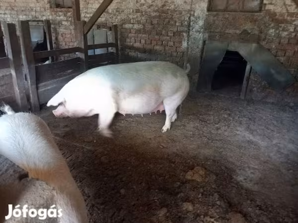 خنزير ذكر, Крупная белая