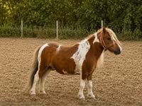 Koń, Konie — zdjęcie 2
