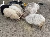 Widder, Racka sheep — Foto 3