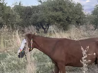 Pastuv, Tiger horse — fotografija 8