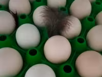 Chickens — Foto 1