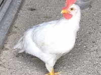 Leghorn — fotografija 1