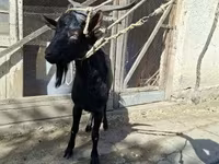 Ziegenbock, Ziegen — Foto 1