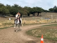 Égua, Hungarian horse breed — foto 2