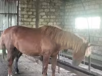 Pastuv, Kustanai horse — fotografija 3