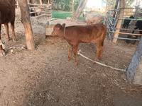Krava, Red Estonian cattle — fotografija 3