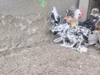 Chickens — zdjęcie 7