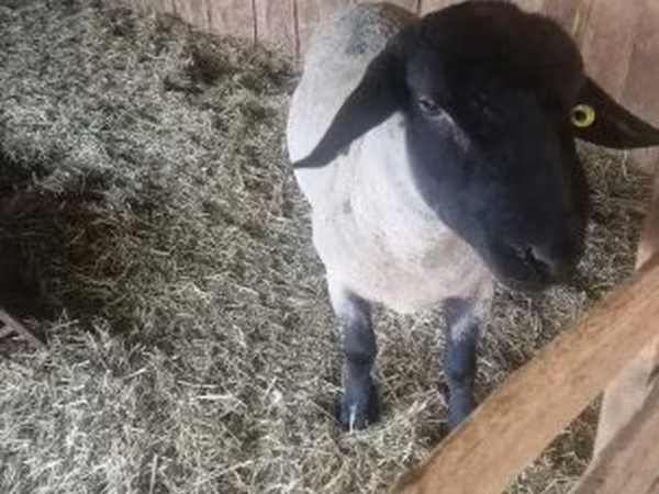 Ovan, White Suffolk sheep