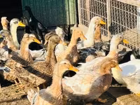 Ducks — الصورة 3