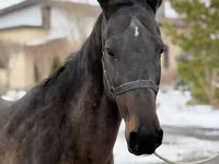 Kobyła, Akhal-Teke — zdjęcie 5