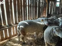 Carnero, Ile-de-France sheep — foto 2