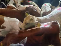 Goveda (partija, pol nije naveden), Simmental cattle — fotografija 3
