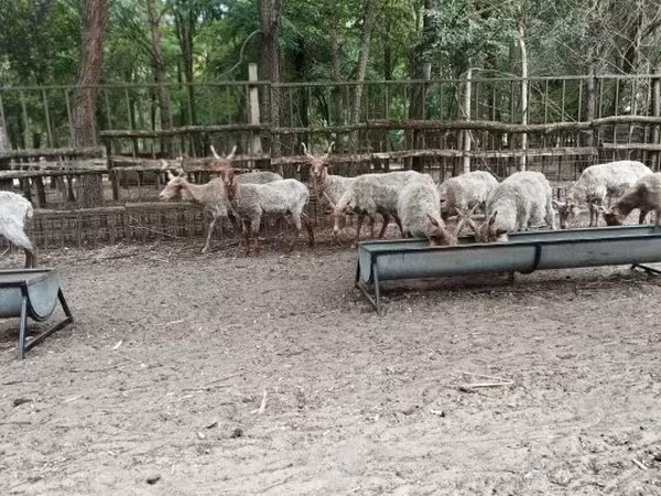 Bélier, Racka sheep — Hongrie