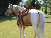 Pastuv, American paint horse — fotografija 2